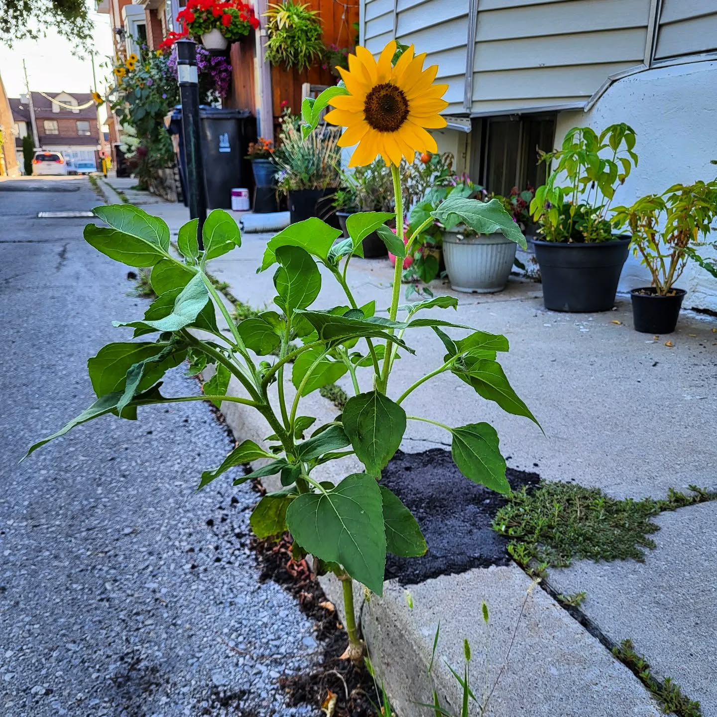 Stone Patio & Garden
